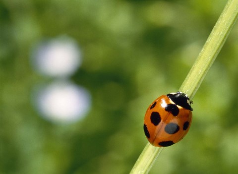 Framed Ladybug on a stem Print