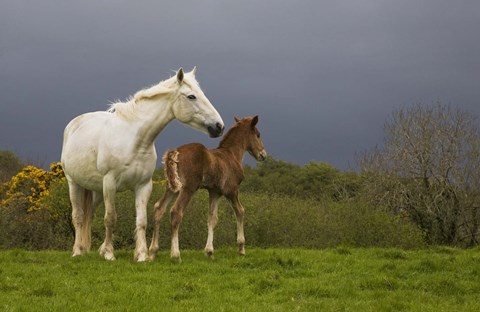 Framed Mare and Foal, Co Derry, Ireland Print