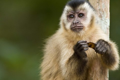 Framed Close-up of a Brown capuchin (Cebus apella), Three Brothers River, Meeting of the Waters State Park, Pantanal Wetlands, Brazil Print