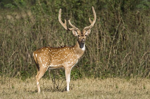 Framed Spotted deer (Axis axis) in a forest, Keoladeo National Park, Rajasthan, India Print