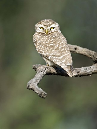 Framed Close-up of a Spotted owlet (Strix occidentalis) perching on a tree, Keoladeo National Park, Rajasthan, India Print