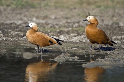 Framed Close-up of two Ruddy shelduck (Tadorna ferruginea) in water, Keoladeo National Park, Rajasthan, India Print