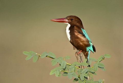 Framed White-Throated kingfisher (Halcyon smyrnensis) perching on a tree, Keoladeo National Park, Rajasthan, India Print