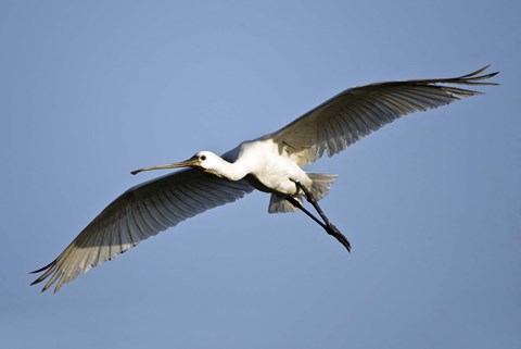 Framed Low angle view of a Eurasian spoonbill (Platalea leucorodia) flying, Keoladeo National Park, Rajasthan, India Print