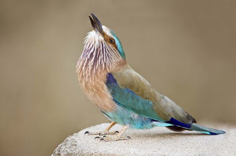 Framed Close-up of an Indian roller (Coracias benghalensis), Kanha National Park, Madhya Pradesh, India Print