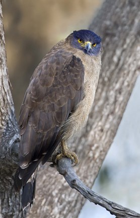 Framed Crested Serpent eagle (Spilornis cheela) perching on tree, Kanha National Park, Madhya Pradesh, India Print