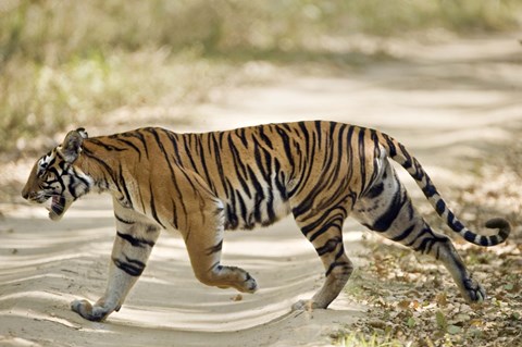 Framed Bengal Tiger (Panthera tigris tigris) walking in a forest, Bandhavgarh National Park, Umaria District, Madhya Pradesh, India Print