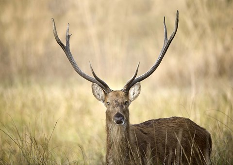 Framed Close-up of a Swamp deer (Rucervus duvaucelii), Kanha National Park, Madhya Pradesh, India Print