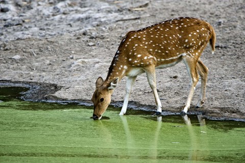 Framed Spotted deer (Axis axis) drinking water from a lake, Bandhavgarh National Park, Umaria District, Madhya Pradesh, India Print