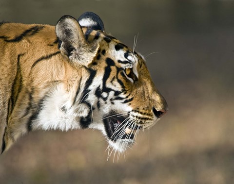 Framed Close-up of a Bengal tiger (Panthera tigris tigris), Bandhavgarh National Park, Umaria District, Madhya Pradesh, India Print