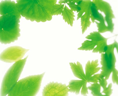 Framed Frame of Fresh Green Leaves on Shiny Background Print