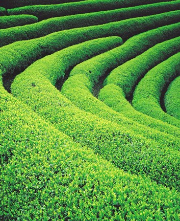 Framed Tea Plantation Print