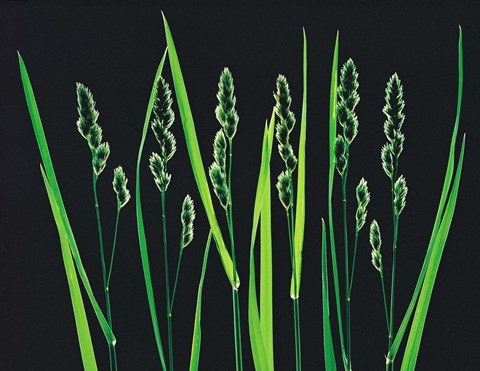 Framed Green Grass Reeds on Black Background Print