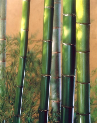 Framed Bamboo Sticks Print