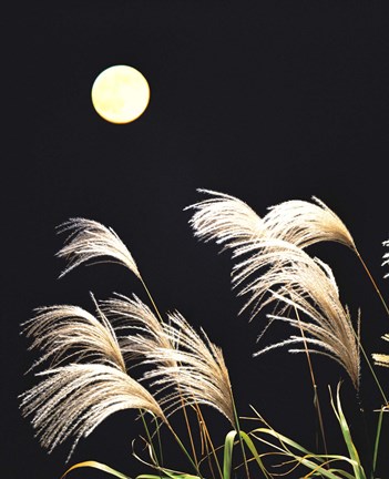 Framed Close Up View of Foxtail Grass with Full Moon in Background Print
