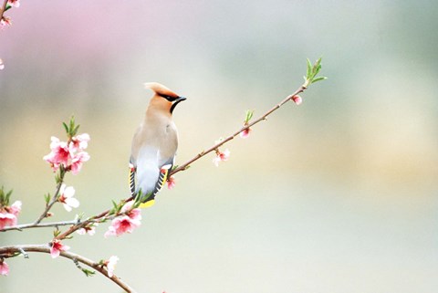 Framed Rear View of Bird Perching On Branch Print