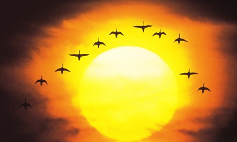 Framed Silhouetted Birds in Sunset Print