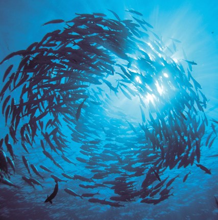 Framed Fishes swarm underwater Print