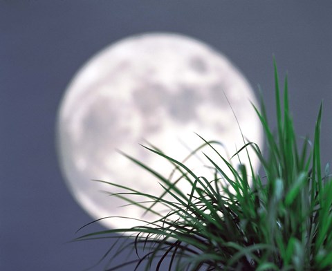Framed Grass blades With Full Moon in Background Print