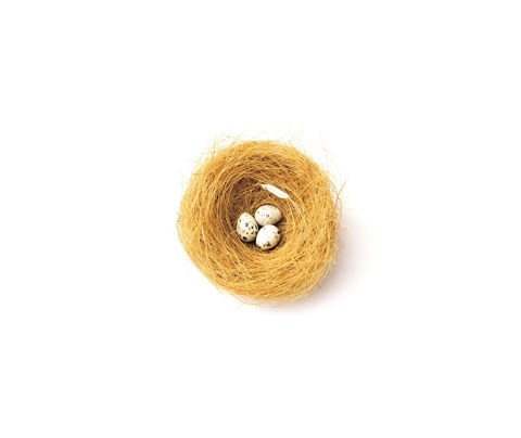 Framed Three Eggs in Nest Illustrated On White Background Print