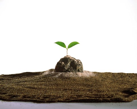 Framed New Plant Growing On Sand against White Background Print