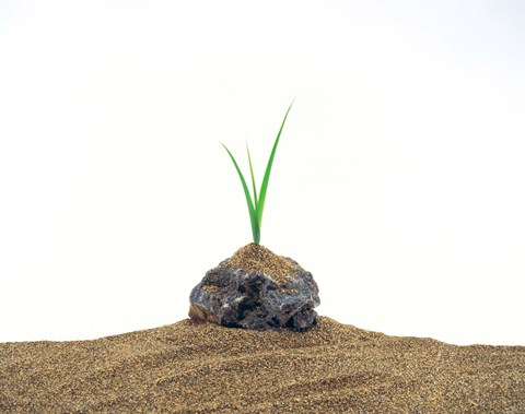 Framed Grass Growing From Stone Settled In Sand Print