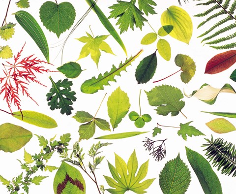 Framed Various Leaves on White Background Print