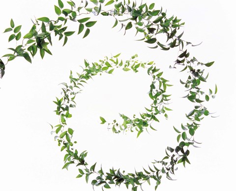 Framed Spiral of Leaves against Background Print