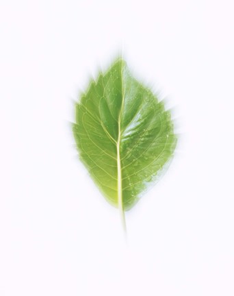 Framed Green Leaf on Beige Background Print
