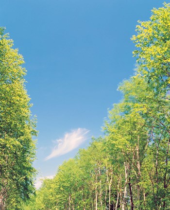 Framed Trees Projected against Blue Sky Print