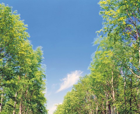 Framed View of Trees against Blue Sky Print