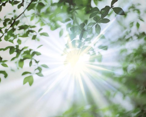 Framed Sun Shining Through Leaves, Lens Flare Print