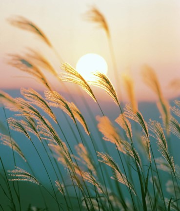 Framed Tall Grass with Sunset in Background, Silhouette Print