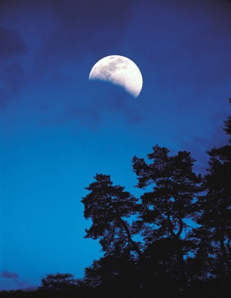 Framed Half-Moon over Trees in Dark Print