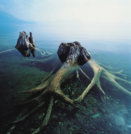 Framed Old Tree Trunks Underwater Print
