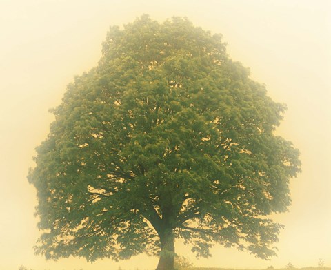 Framed Big Tree In Early Morning Mist Print