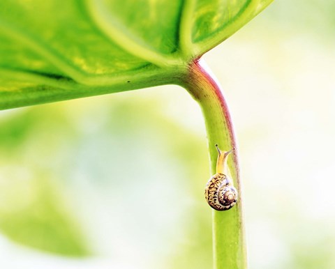 Framed Snail on Leaf Crawling Upward Print
