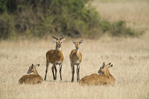 Framed Ugandan kobs (Kobus kob thomasi) mating behavior sequence, Queen Elizabeth National Park, Uganda Print