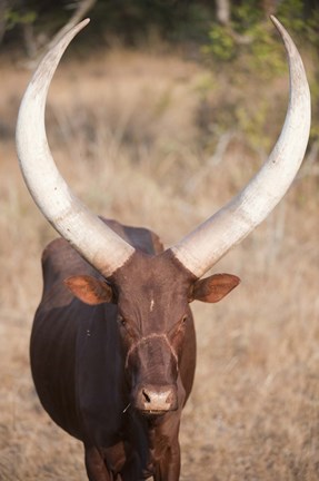 Framed Ankole-Watusi cattle standing in a field, Queen Elizabeth National Park, Uganda Print