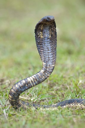 Framed Egyptian cobra rearing up, Lake Victoria, Uganda Print