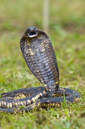 Framed Close-up of an Egyptian cobra (Heloderma horridum) rearing up, Lake Victoria, Uganda Print