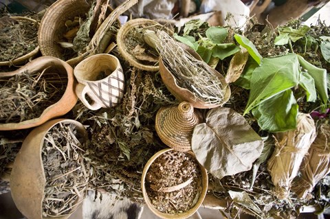 Framed Close-up of natural herbs and healing plants, Bwindi Impenetrable National Park, Uganda Print