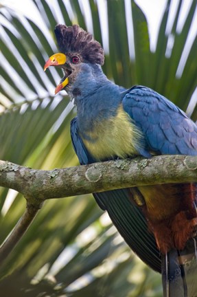 Framed Close-up of a Great Blue Turaco (Corythaeola cristata) Calling, Kibale National Park, Uganda Print