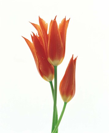 Framed Orange Flowers against White Background Print