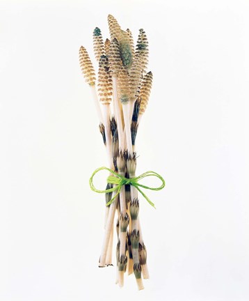 Framed Flowers tied by rope Print