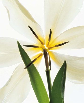 Framed Flower head, Lily Print