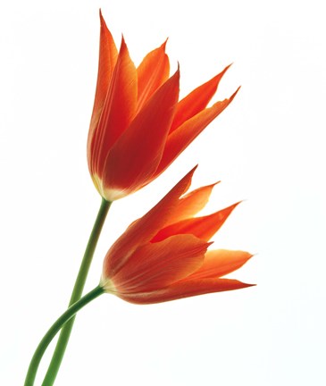 Framed Pair of Orange Flowers Print