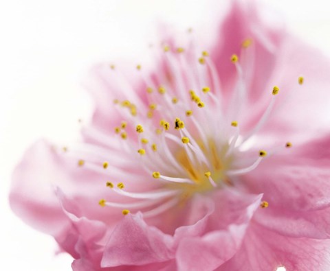 Framed Pink Flower Print