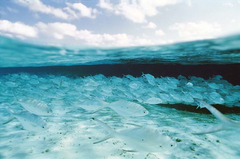 Framed School of Fish, Submerged Print