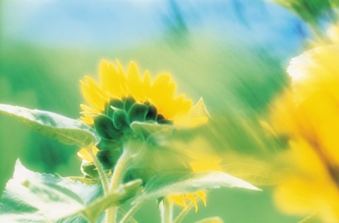 Framed Soft focus of yellow flower, blurred motion Print